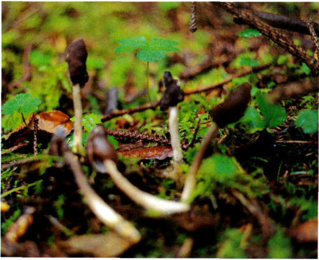 Helvella elastica Bull.